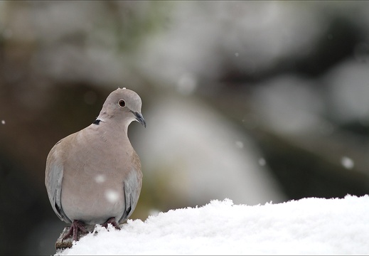 Petit chapeau de neige (2535 visits, 1 comment) Petit chapeau de neige