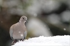 Petit chapeau de neige