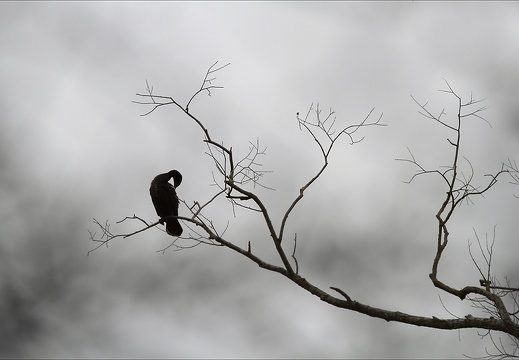 Sur un arbre perché (2419 visits) Sur un arbre perché