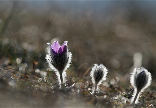 En famille (2364 visits, 2 comments) En famille
