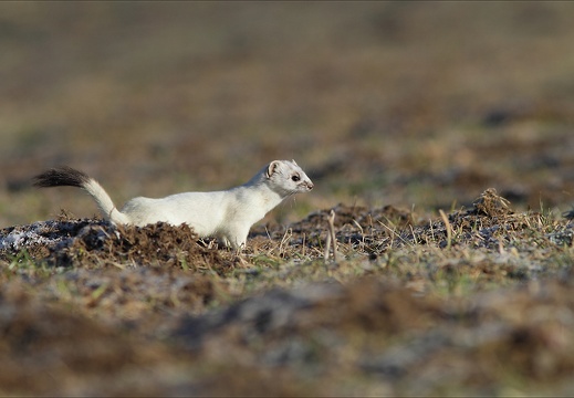 En chasse (2588 visits, 2 comments) En chasse