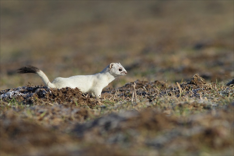 En chasse