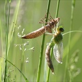 Les ailes s'allongent