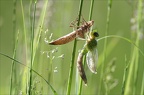 Les ailes s'allongent