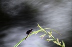 Au bord du ruisseau