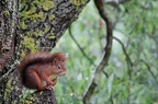 Le p'tit rouquin du jardin