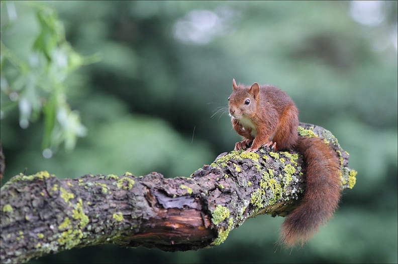 Le p'tit rouquin du jardin