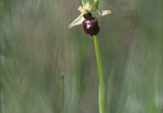 Ophrys araneola (2169 visits) Ophrys araneola