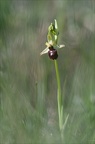 Ophrys araneola