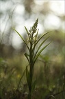 céphalanthère à longues feuilles