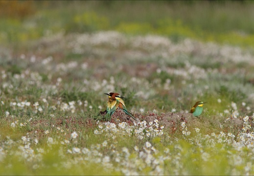 Des fleurs exotiques dans la prairie (2036 visits) Des fleurs exotiques dans la prairie