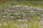 Des fleurs exotiques dans la prairie