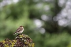 Gobe-mouche noir ♀