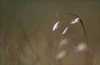 Linaigrette 