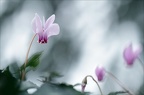 Cyclamen