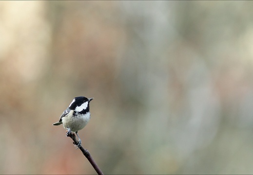 Mésange noire (2015 visits) Mésange noire