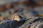 Pipit Farlouse