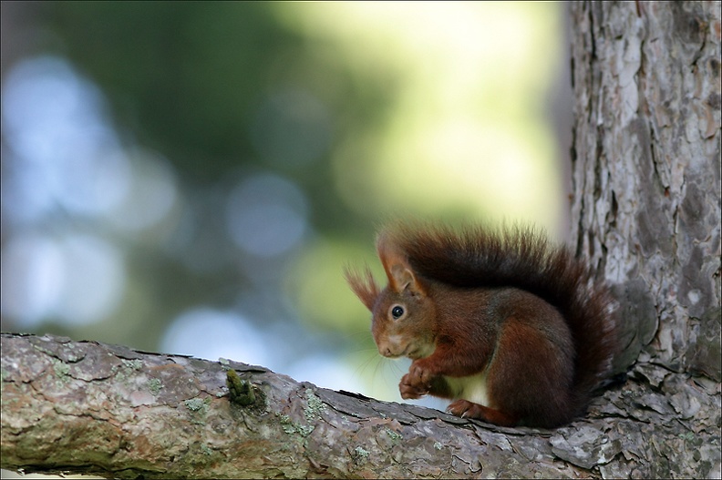 Gourmand