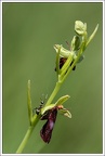 Ophrys mouche