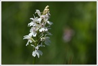 Orchis de Fuchs hypochrome