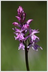 Orchis de Fuchs