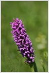 Orchis incarnat