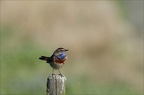 Gorge-bleue (4301 visits) Gorge-bleue