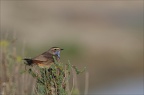 gorge-bleue dans le marais (4323 visits) gorge-bleue dans le marais