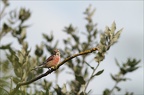 Linotte mélodieuse ♂ (4108 visits) Linotte mélodieuse ♂