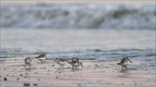 Becaseau sanderling (4365 visits) Becaseau sanderling