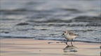 Becaseau sanderling (4060 visits) Becaseau sanderling