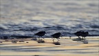 Becaseau sanderling (4333 visits) Becaseau sanderling