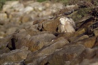 profil de souris (4218 visits) profil de souris