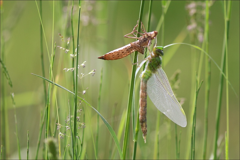 Emergences libellules 05-2013-10.jpg