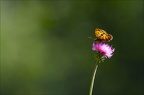 Le coin du naturaliste