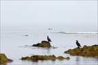 Grands cormorans