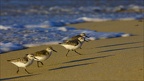 Bécasseaux sanderling