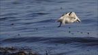 Bécasseau sanderling