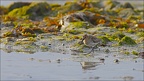 Bécasseau variable