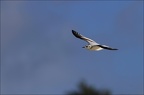 Mouette pygmée