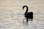 Lumière d'or