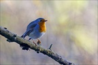 Robin's channel