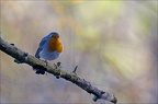 Robin's channel