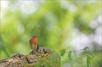 Robin du jardin