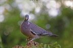  Pigeon ramier