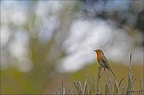 Robin's garden