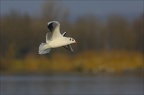 Mouette rieuse