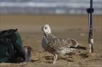 Assistant pêcheur