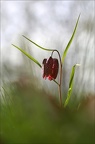 Fritillaire pintade