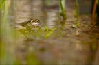 Grenouille verte